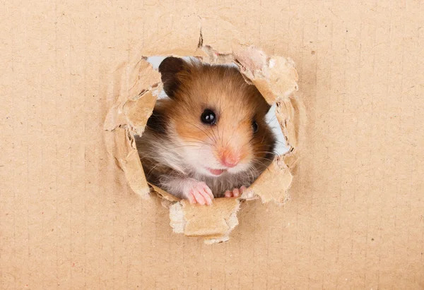 Little hamster looking up in cardboard side torn hole — Stock Photo, Image