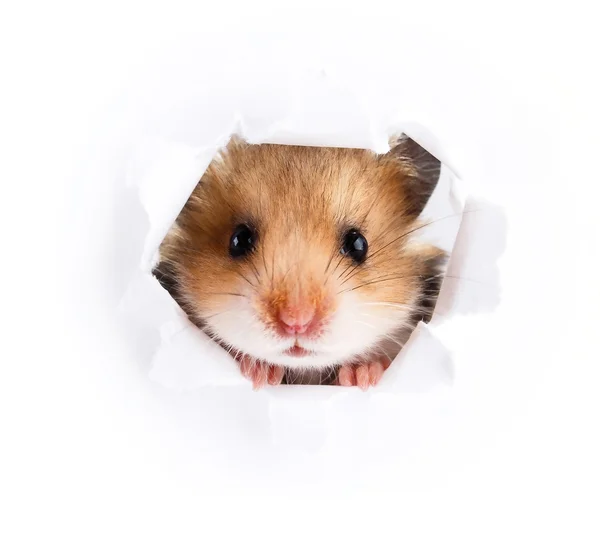 Pequeno hamster olhando para cima em papel lado rasgado buraco — Fotografia de Stock