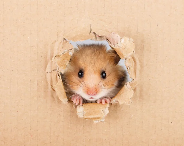 Pequeno hamster olhando para cima no lado de papelão rasgado buraco — Fotografia de Stock