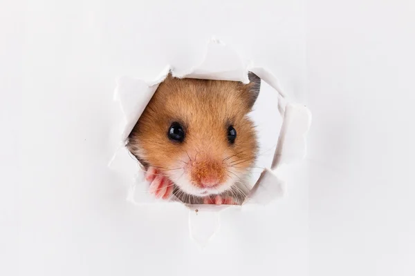 Маленький хомячок смотрит в бумажную дыру — стоковое фото