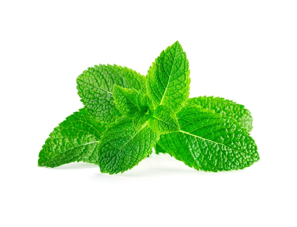 Mint leaves isolated on white background Royalty Free Stock Photos