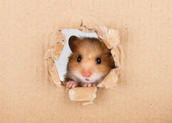 Little hamster looking up in cardboard side torn hole Stock Photo