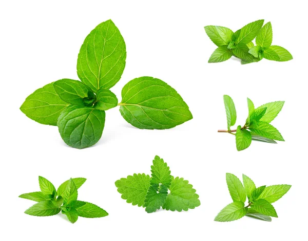 Feuilles de menthe fraîche et de mélisse isolées sur blanc . Photo De Stock