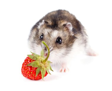Beyaz arka plan üzerinde izole küçük cüce hamster