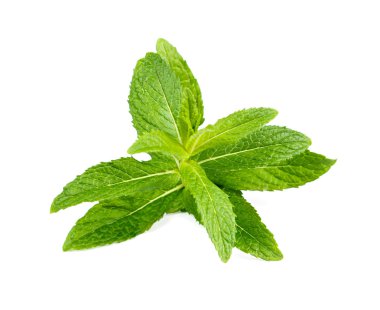 Taze yeşil nane.