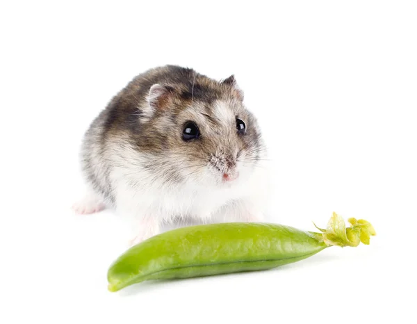 Pequeno hamster anão isolado no fundo branco — Fotografia de Stock