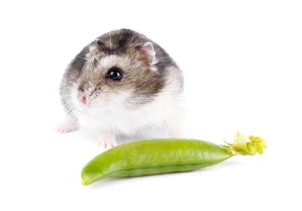 Beyaz arka plan üzerinde izole küçük cüce hamster — Stok fotoğraf
