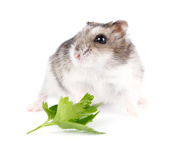 Pequeno hamster anão isolado no fundo branco — Fotografia de Stock