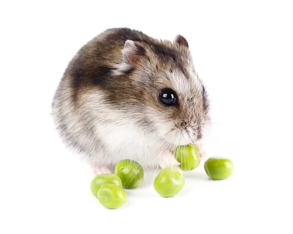 Pequeno hamster anão isolado no fundo branco — Fotografia de Stock