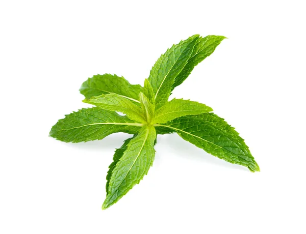 Menta verde fresca. — Foto de Stock