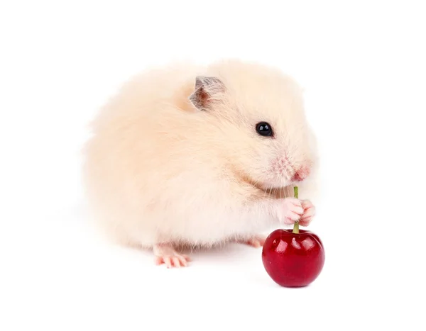 Izole hamster — Stok fotoğraf