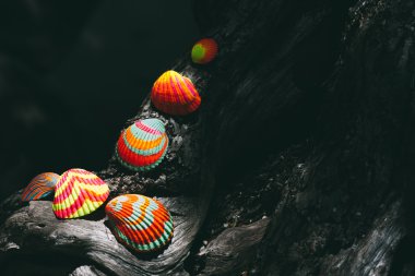 Drift ahşap üzerine renkli deniz kabuklarını