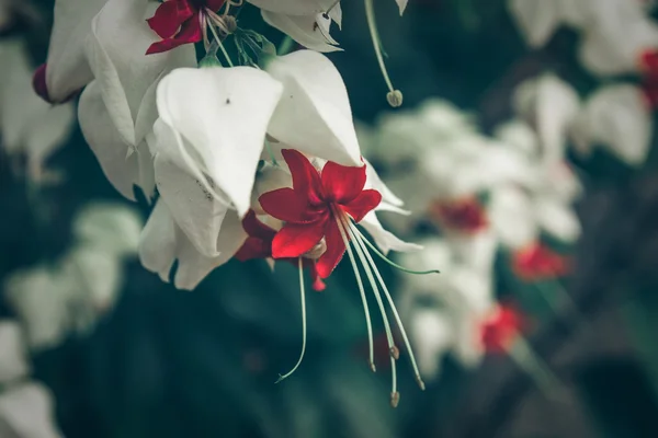 Flores de plantas tropicales — Foto de Stock