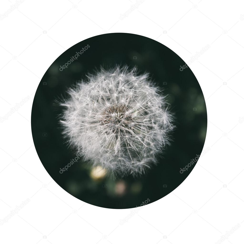 Dandelion clock or blowball