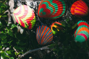 Parlak kabuklu kabukları boyalı 