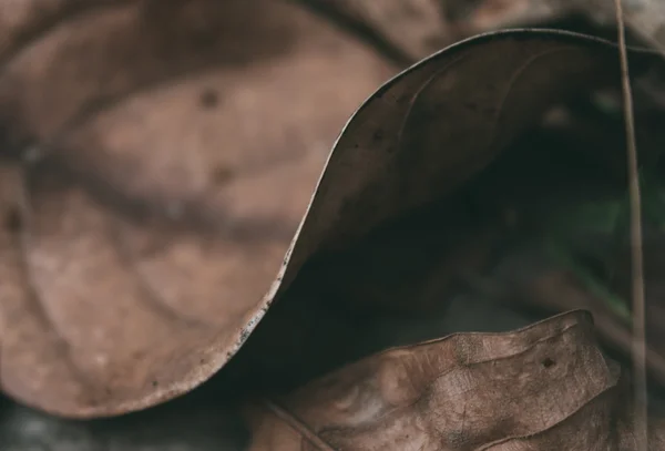 Hojas secas en el suelo — Foto de Stock