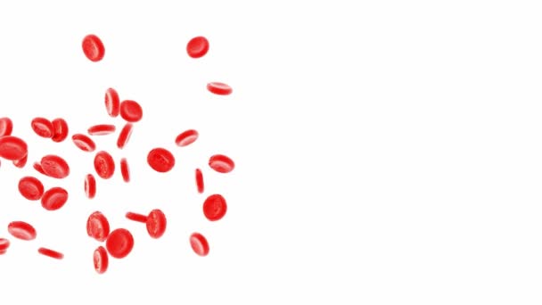 Κίνηση Των Ερυθρών Αιμοσφαιρίων Που Απομονώνονται Λευκά — Αρχείο Βίντεο