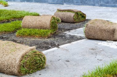 Yeşil çimen yığını. Yetiştiği yerde çimenleri ruloların içine seriyor..