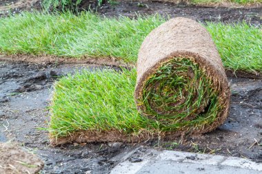 Yeşil çimen yığını. Yetiştiği yerde çimenleri ruloların içine seriyor..