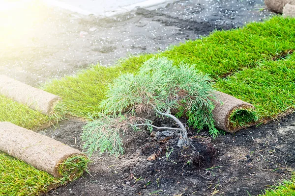 Stapelen Van Rolgroen Gazongras Het Voorjaar Gazongras Rollen Leggen Plaats — Stockfoto