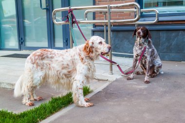 İki köpek dışarıda alışveriş merkezinin yakınındaki tasmalı sahiplerini bekliyor.