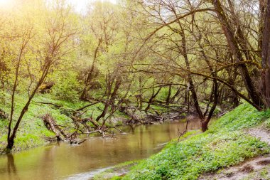 Yazın öğle vakti ormanda güneşli bir nehir, devrilmiş ağaçlarla birlikte.