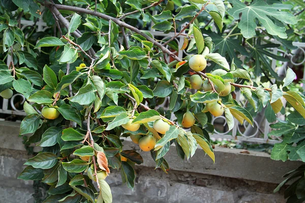Árvore no jardim de frutas — Fotografia de Stock