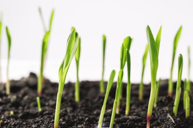 Genç toprağa lahanası