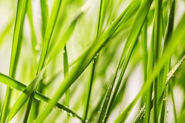 Su damlalı yeşil çimen