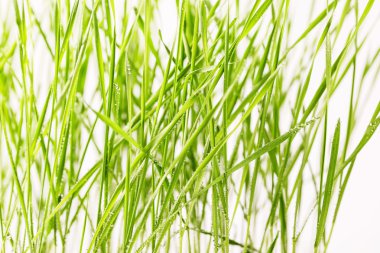 Su damlalı yeşil çimen