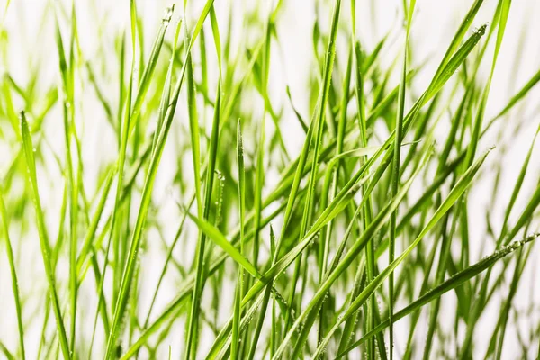 Grünes Gras mit Wassertropfen — Stockfoto