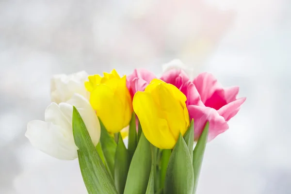 Vackra rosa och lila tulpaner — Stockfoto