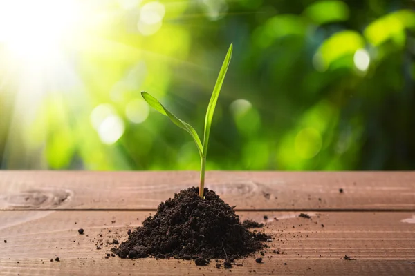 Brote joven en primavera en la mesa — Foto de Stock