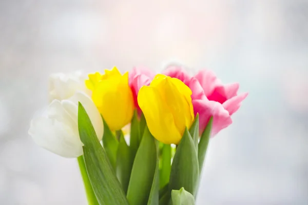 Vackra rosa och lila tulpaner — Stockfoto