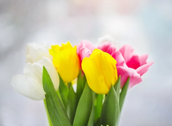 Linda tulipas rosa e roxo — Fotografia de Stock