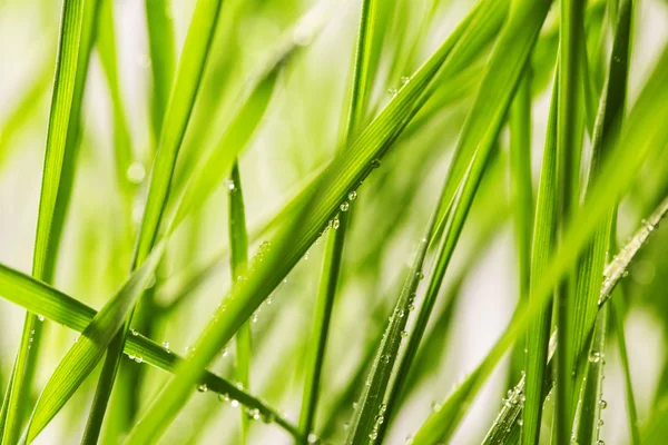 Grünes Gras mit Wassertropfen — Stockfoto