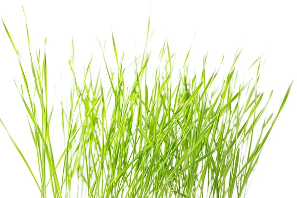 Яскраво зеленій траві — стокове фото
