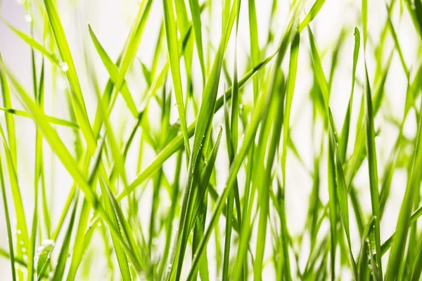 Groen gras met waterdruppels — Stockfoto