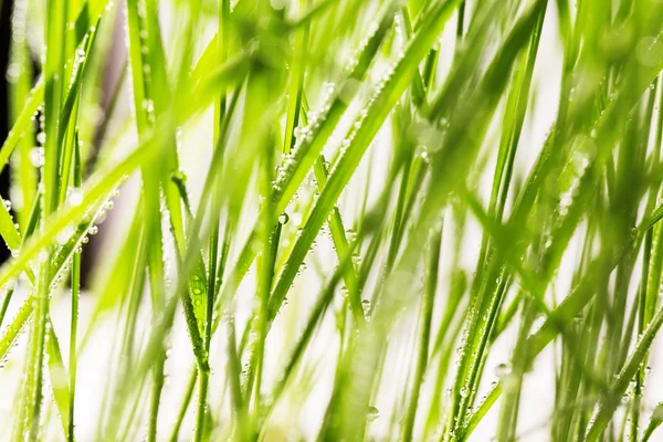 Herbe verte avec gouttes d'eau — Photo