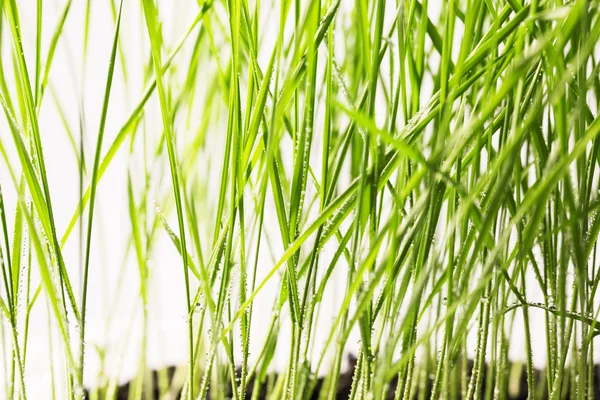 Green grass with water drops — Stock Photo, Image