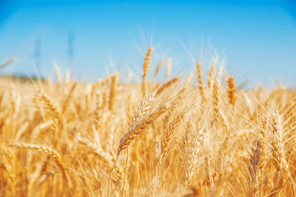 Belo campo de trigo dourado — Fotografia de Stock