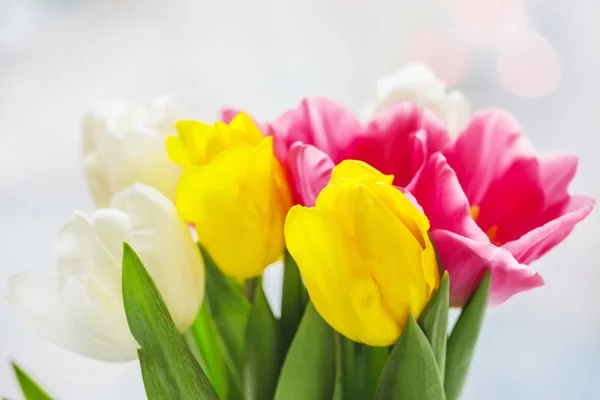 Vackra rosa och lila tulpaner — Stockfoto