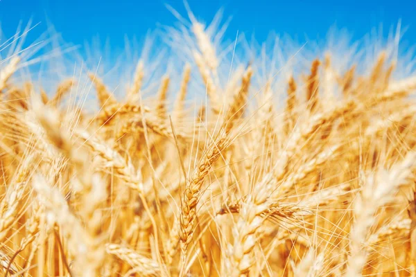 Beautiful Gold wheat field — Stock Photo, Image