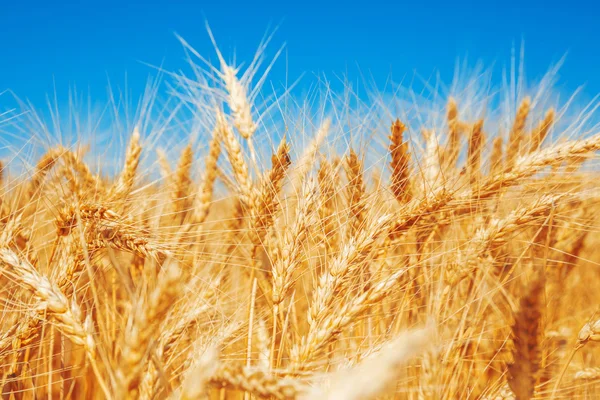 Красиве пшеничне поле — стокове фото