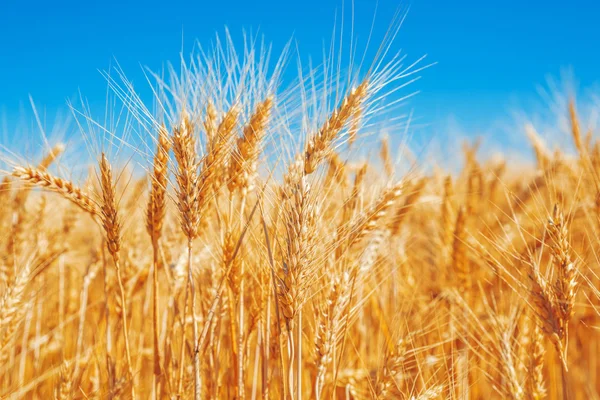 Beautiful Gold wheat field — Stock Photo, Image