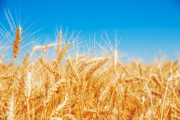 Schönes goldenes Weizenfeld — Stockfoto