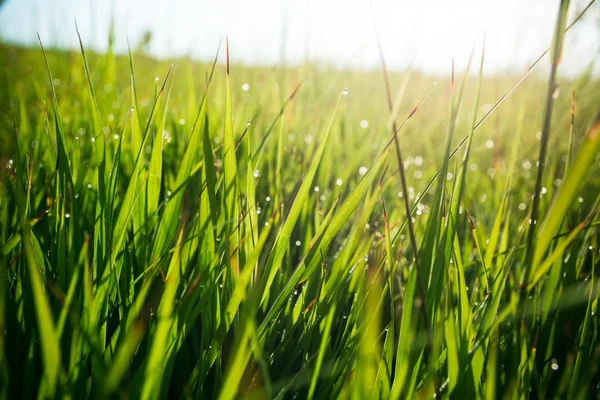 Herbe verte fraîche — Photo