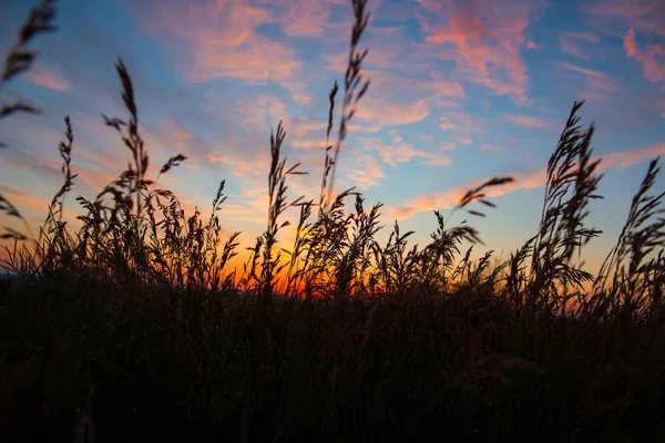 Trockenes Gras — Stockfoto