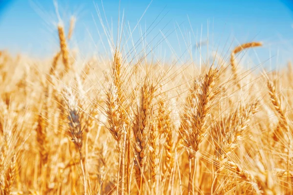 Gold wheat field — Stock Photo, Image