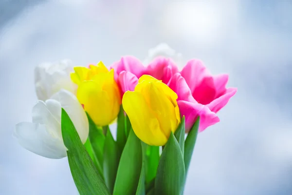 Bonitas tulipas coloridas — Fotografia de Stock